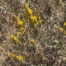 Photo of the plant species Seaside Goldenrod by @ZanyPotato30 named Naomi on Greg, the plant care app