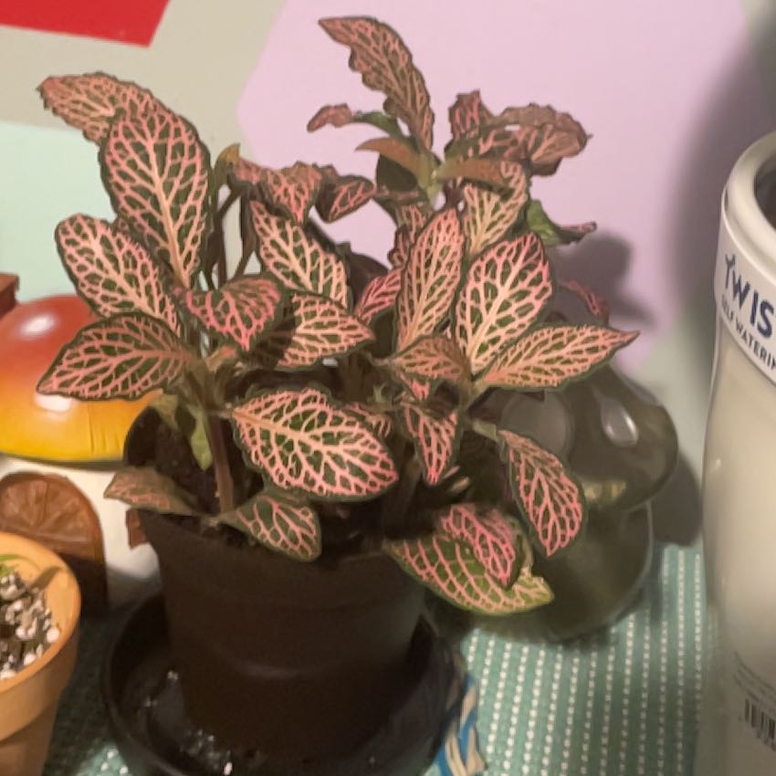 Photo of the plant species Fittonia Pink by @DivineAlula0 named Glynda on Greg, the plant care app