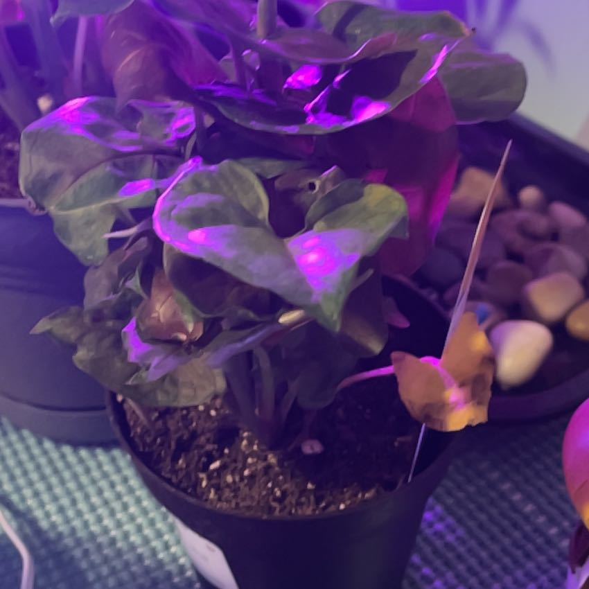 Photo of the plant species Arrowhead Plant by @DivineAlula0 named Marilyn on Greg, the plant care app