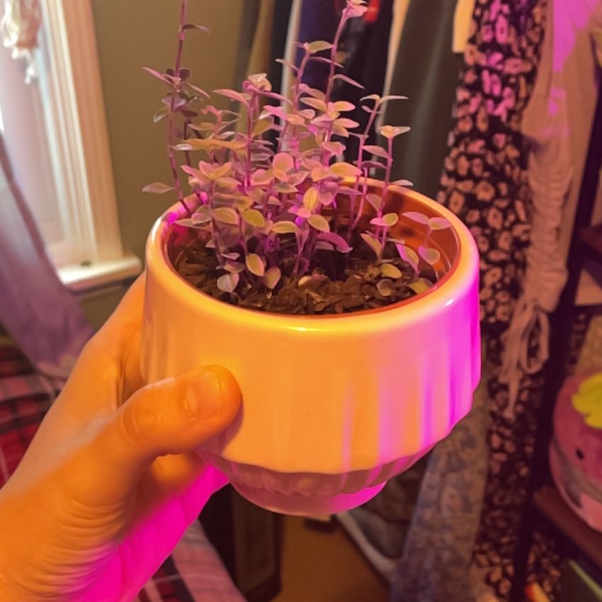 Photo of the plant species Pink Panther Tradescantia by @DivineAlula0 named Princess Donut on Greg, the plant care app