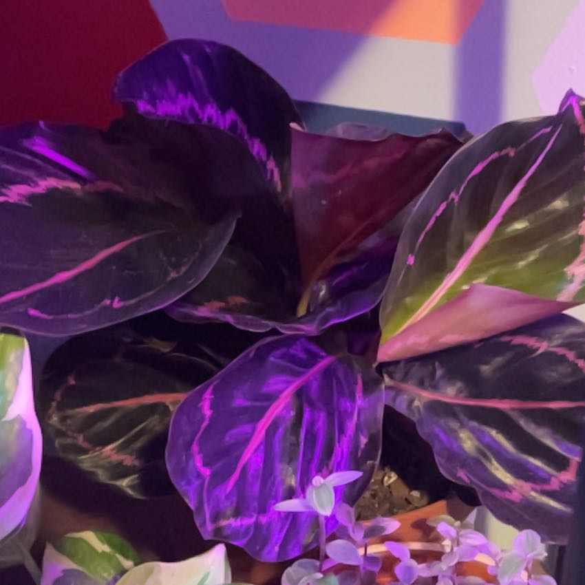 Photo of the plant species Calathea Dottie by @DivineAlula0 named Morningstar on Greg, the plant care app
