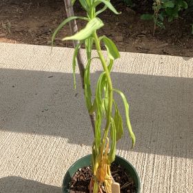 Photo of the plant species Evergreen Candytuft by @FunSmellfox36 named Kendall on Greg, the plant care app