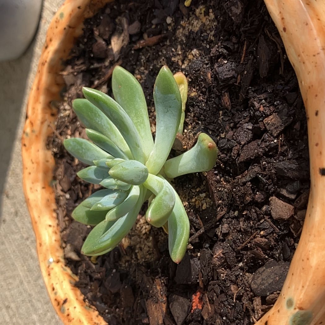 Photo of the plant species Bluff Lettuce by @FunSmellfox36 named Nithin on Greg, the plant care app