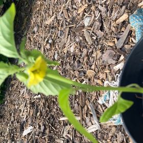 Photo of the plant species Purple Tomato by @FunSmellfox36 named Anne on Greg, the plant care app
