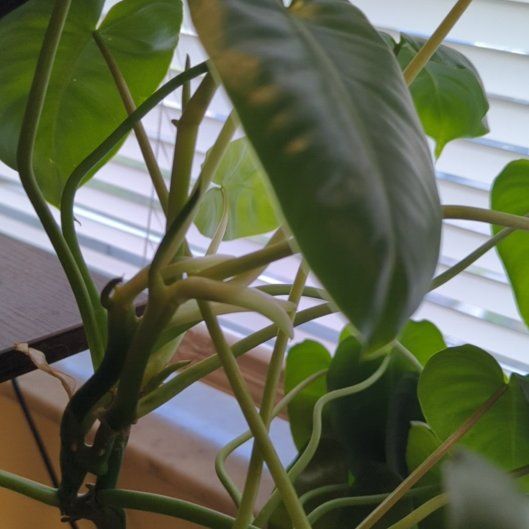 Photo of the plant species Philodendron Burle Marx by @StoutSilkyoak96 named Abundance on Greg, the plant care app