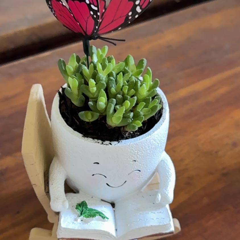 Photo of the plant species Stomatium by @BestZinnia58 named Naomi on Greg, the plant care app