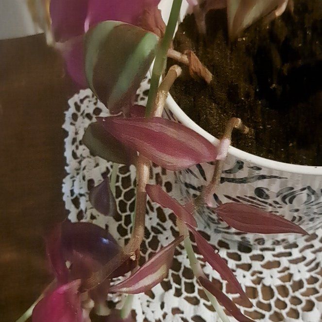 Photo of the plant species Wandering Dude 'Burgundy' by @AgileAlmond54 named Elle on Greg, the plant care app