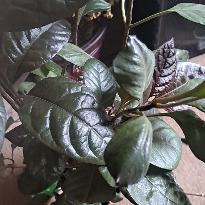 Photo of the plant species Pseuderanthemum by @AgileAlmond54 named Dax on Greg, the plant care app
