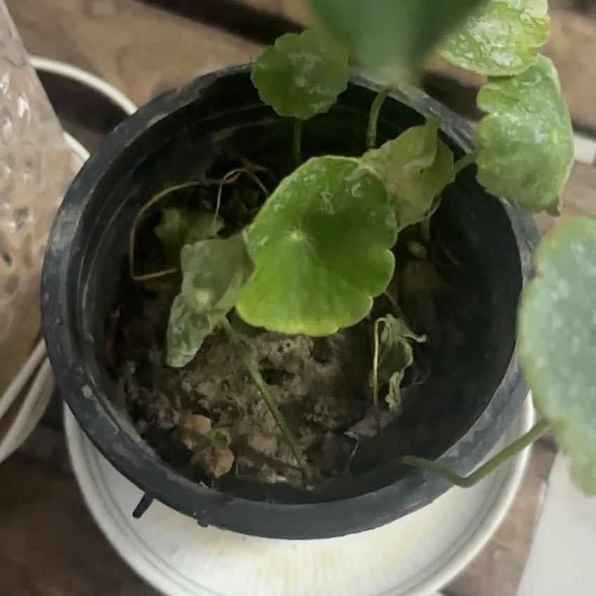 Photo of the plant species Manyflower Marshpennywort by @SirDamiana71 named Kendall on Greg, the plant care app