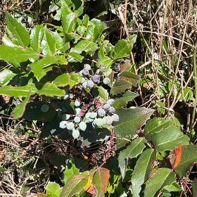Photo of the plant species Oregon Grape by @BestWildtea45 named Messi on Greg, the plant care app