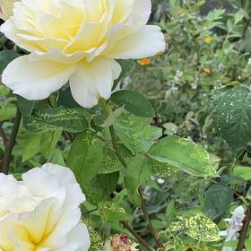 Photo of the plant species Dog Rose by @BestWildtea45 named Cleopatra on Greg, the plant care app