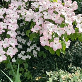 Photo of the plant species Kousa Dogwood by @BestWildtea45 named Harper on Greg, the plant care app
