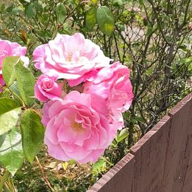Photo of the plant species French Rose by @BestWildtea45 named Lola on Greg, the plant care app