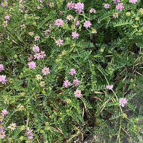 Photo of the plant species Securigera Varia by @BestWildtea45 named Daphne on Greg, the plant care app