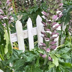 Photo of the plant species Acanthus Mollis by @BestWildtea45 named Nemo on Greg, the plant care app