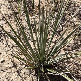 Photo of the plant species Great Plains Yucca by @BestWildtea45 named Bella on Greg, the plant care app