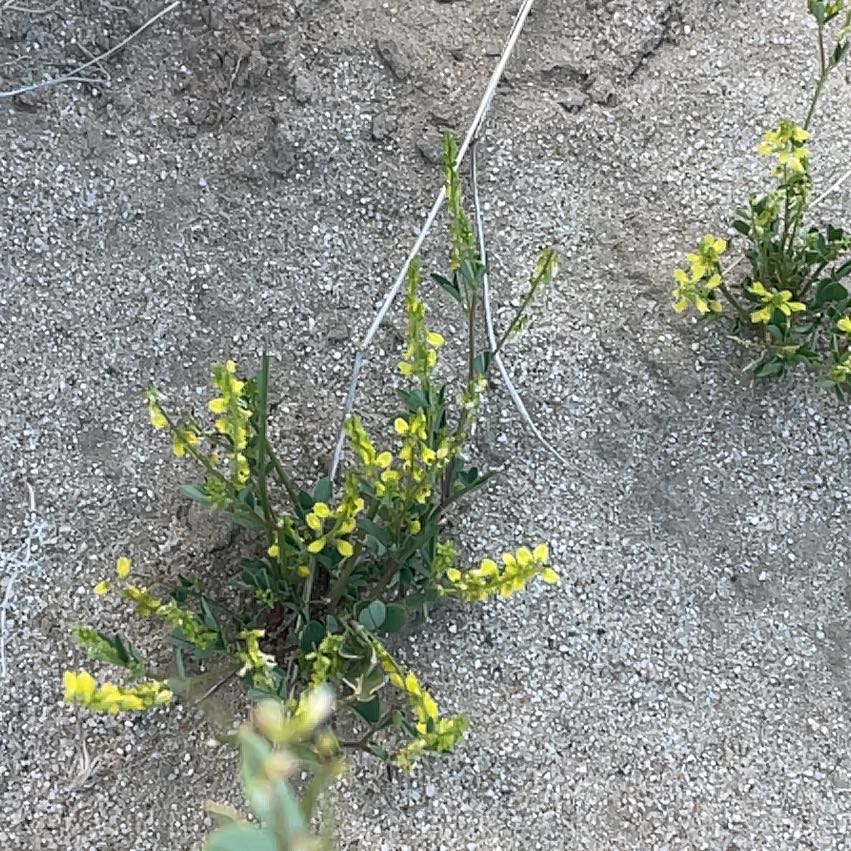 Photo of the plant species Sweetclover by @BestWildtea45 named Sweeny on Greg, the plant care app