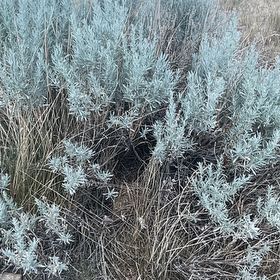 Photo of the plant species Helichrysum Italicum by @BestWildtea45 named Italia on Greg, the plant care app
