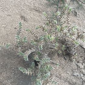 Photo of the plant species Kali tragus by @BestWildtea45 named Fernie Saunders on Greg, the plant care app