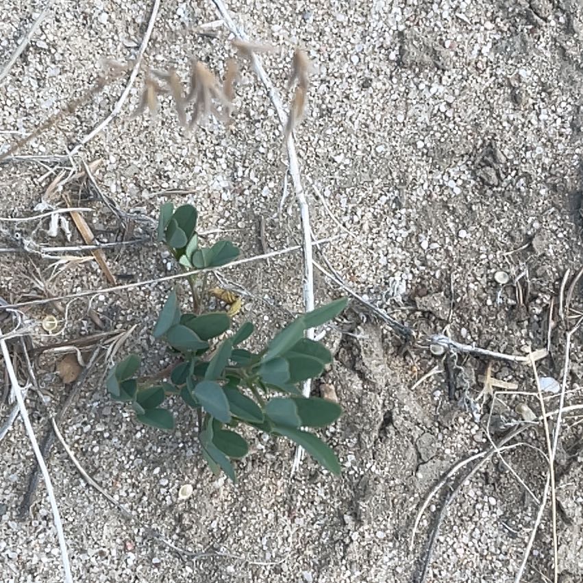 Photo of the plant species Beach Pea by @BestWildtea45 named Homer on Greg, the plant care app