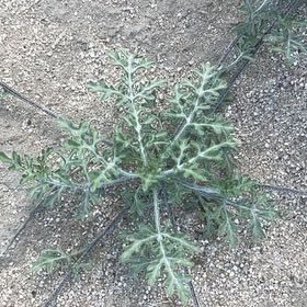Photo of the plant species Wild Wormwood by @BestWildtea45 named Wild Will on Greg, the plant care app