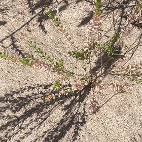Photo of the plant species Poorman Pepperweed by @BestWildtea45 named Pepperpants on Greg, the plant care app