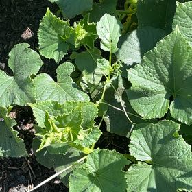 Photo of the plant species Melon by @BestWildtea45 named Apollo on Greg, the plant care app