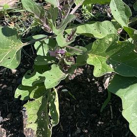 Photo of the plant species Eggplant by @BestWildtea45 named Dax on Greg, the plant care app