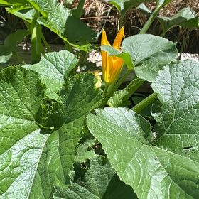 Photo of the plant species Summer Squash by @BestWildtea45 named Sir Plancelot on Greg, the plant care app