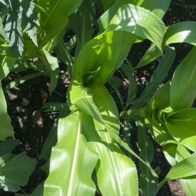 Photo of the plant species Corn by @BestWildtea45 named Madonna on Greg, the plant care app
