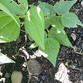 Photo of the plant species Common Bean by @BestWildtea45 named Coco on Greg, the plant care app