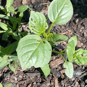 Photo of the plant species Purple Amaranth by @BestWildtea45 named Sproutacus on Greg, the plant care app