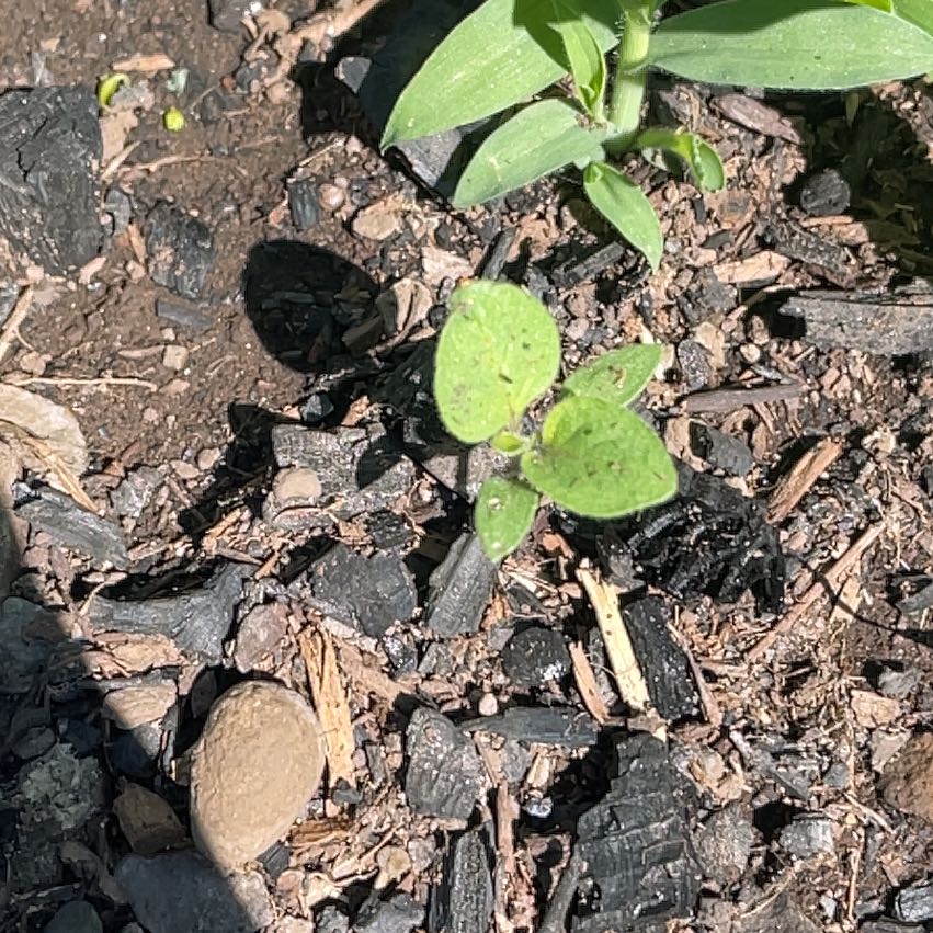 Photo of the plant species Potato by @BestWildtea45 named Dolores on Greg, the plant care app