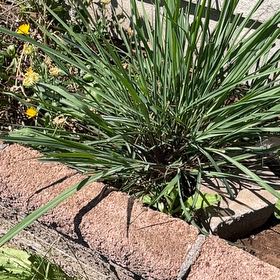 Photo of the plant species Cymbopogon Citratus by @BestWildtea45 named Gaga on Greg, the plant care app
