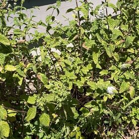 Photo of the plant species Watermint by @BestWildtea45 named Achilles on Greg, the plant care app