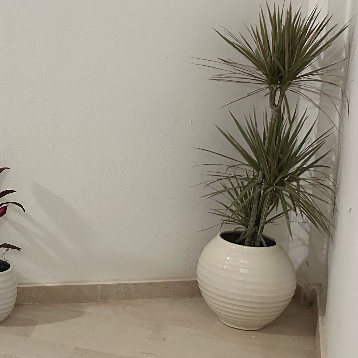 Photo of the plant species Dracaena marginata 'Spike' by @SirRoselle74 named Gates on Greg, the plant care app
