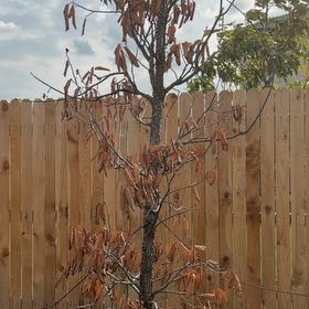 Photo of the plant species Common Filbert by @HelpfulDill34 named Tupot amaroot on Greg, the plant care app