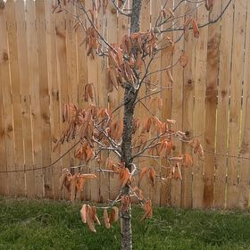 Photo of the plant species Common Filbert by @HelpfulDill34 named Leaf Erickson on Greg, the plant care app