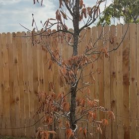 Photo of the plant species Common Filbert by @HelpfulDill34 named Denali on Greg, the plant care app