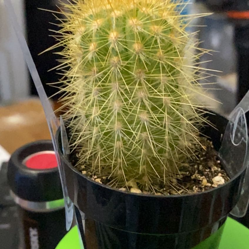 Photo of the plant species Austrocephalocereus purpureus by @BabyIcarus29 named Surya on Greg, the plant care app