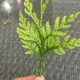 Photo of the plant species Western Red Cedar by @SecureChisme96 named McKinley on Greg, the plant care app