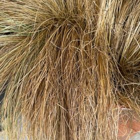 Photo of the plant species Silver Tussock by @FabLukiwan9 named Cleopatra on Greg, the plant care app