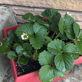 Photo of the plant species Beach Strawberry by @FabLukiwan9 named Coco on Greg, the plant care app