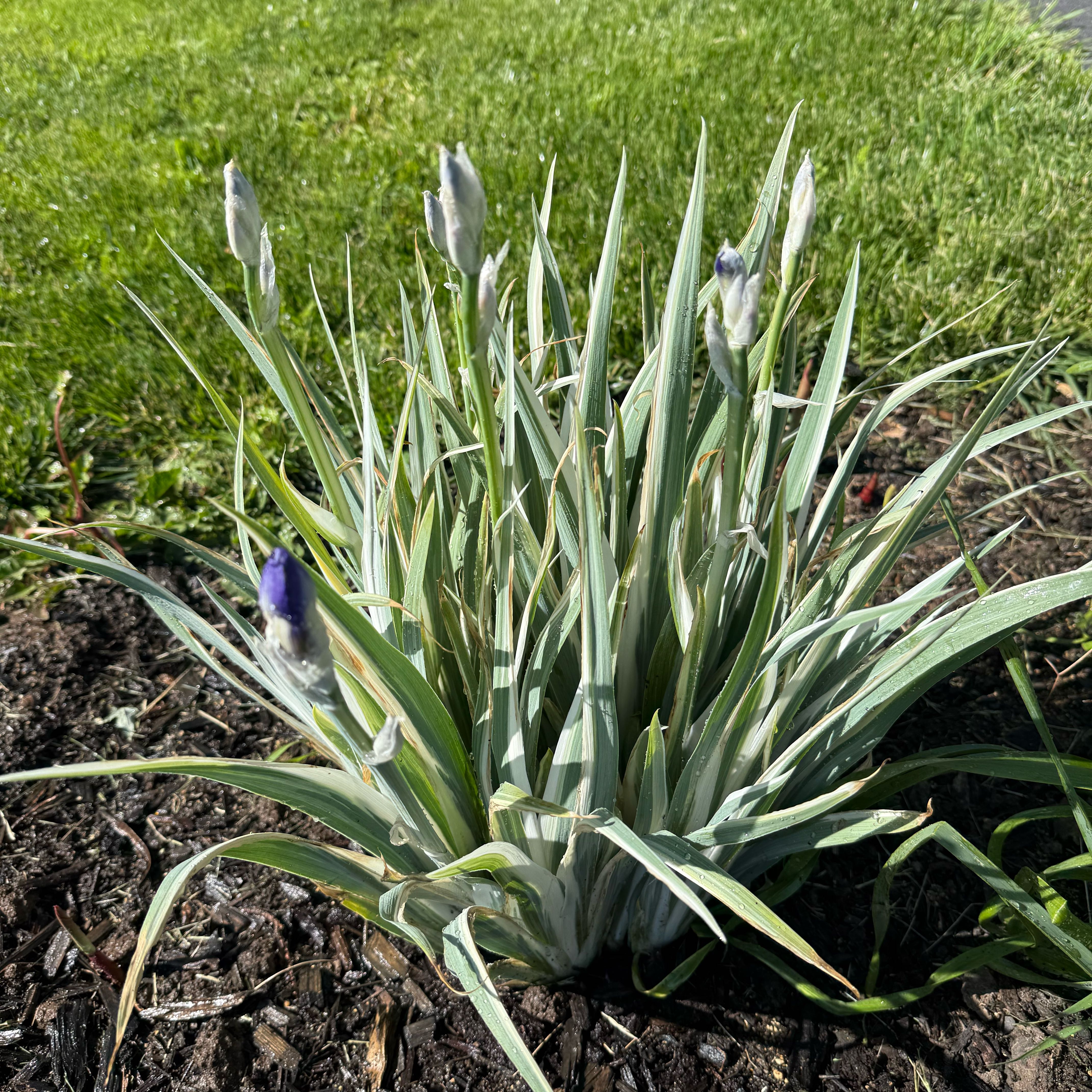 Photo of the plant species Daffodil by @WholeCowvine69 named Keanu Leaves on Greg, the plant care app