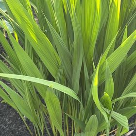 Photo of the plant species Greater Cobra Lily by @WholeCowvine69 named Marilyn on Greg, the plant care app