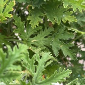 Photo of the plant species Sweet Scented Geranium by @WholeCowvine69 named ChloroPhil on Greg, the plant care app