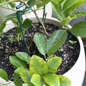 Photo of the plant species Key Lime Tree by @WholeCowvine69 named Bruce Lee on Greg, the plant care app