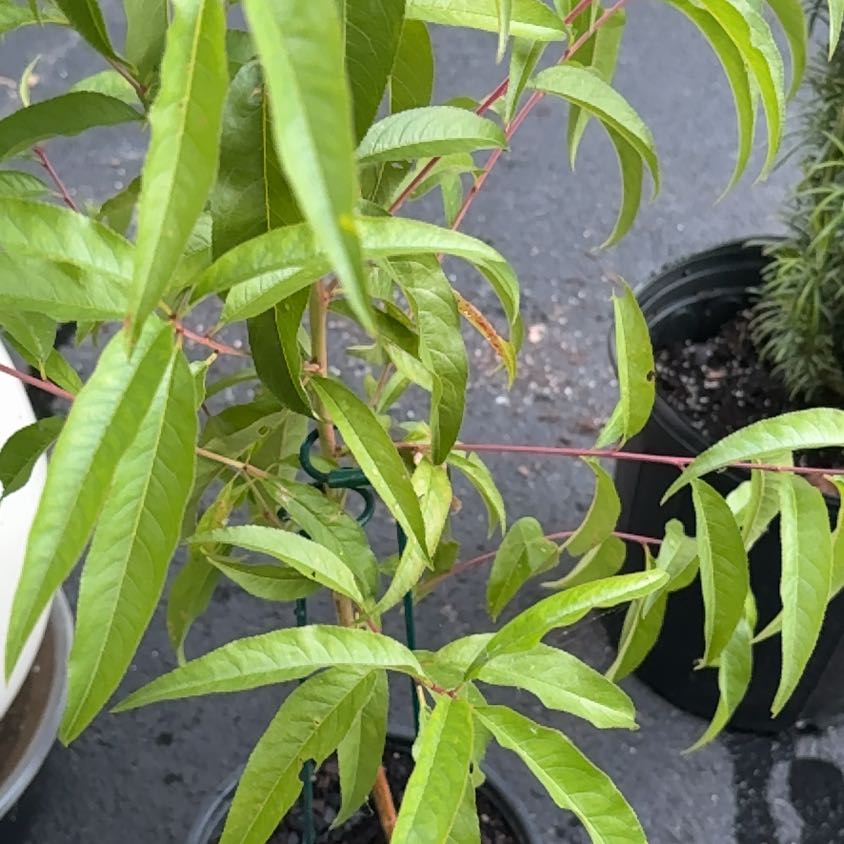 Photo of the plant species Prunus Persica by @WholeCowvine69 named Anne on Greg, the plant care app