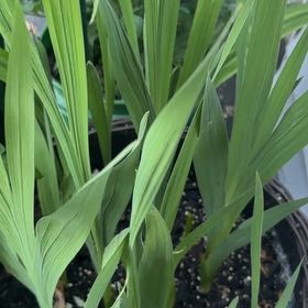 Photo of the plant species Wild Ramp by @WholeCowvine69 named Peter Parker on Greg, the plant care app