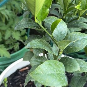 Photo of the plant species Common Camellia by @WholeCowvine69 named Gates on Greg, the plant care app